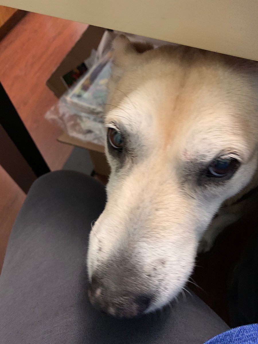 mich4me's tweet photo. My foster doggie helps cheer us up! #BellLetsTalk  She is such a wonderful companion. https://t.co/aKhwBoW98S