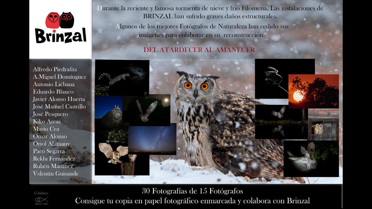 Varios fotógrafos hemos donado nuestro trabajo a beneficio de @buhos_Brinzal y ahora puedes apoyar la reconstrucción de su centro adquiriendo las fotografías para decorar tu casa 🦉📸 brinzal.org/tienda/product…
