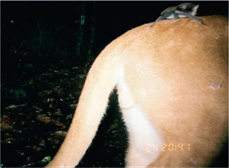 gerrygcarter's tweet photo. A vampire bat riding a puma. This camera trap pic taken in Peru by Renata Pitman was first published in the fantastic book "Candid Creatures" @RolandKays. Here's a short review of the diversity of prey vampire bats feed on: https://t.co/TvOUI1c7yH w/ @SimonRipperger @irazik https://t.co/THlIk6JOlo