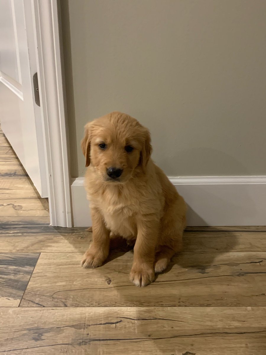renae_jwils's tweet photo. If I blink again he’s gonna be full grown 🥺😢 https://t.co/PRWfo6LoUS