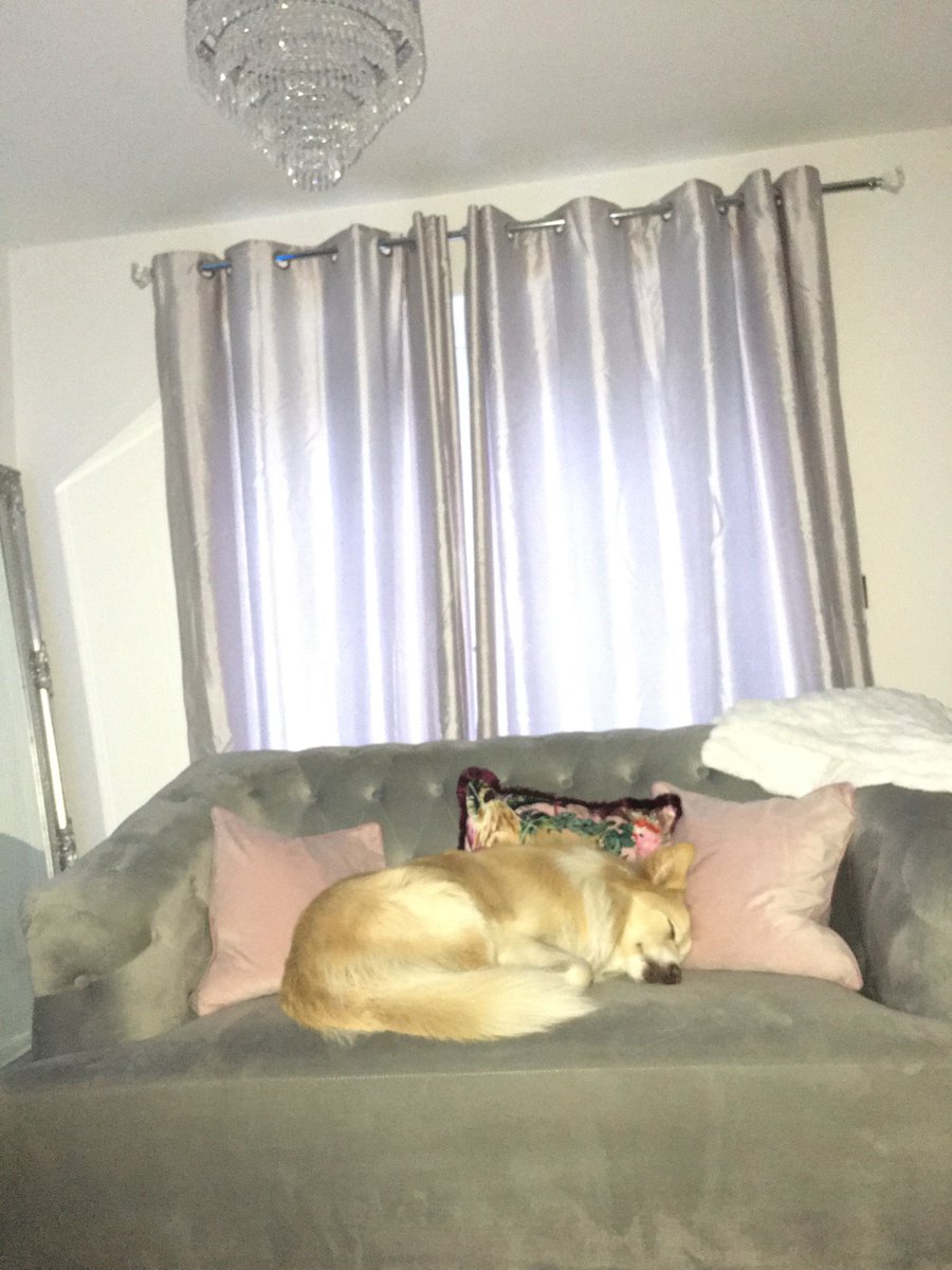 After 18163638383826272927 steps, Bobster is out of it 😴 Thankful for my little fur baby in these very strange times ♥️