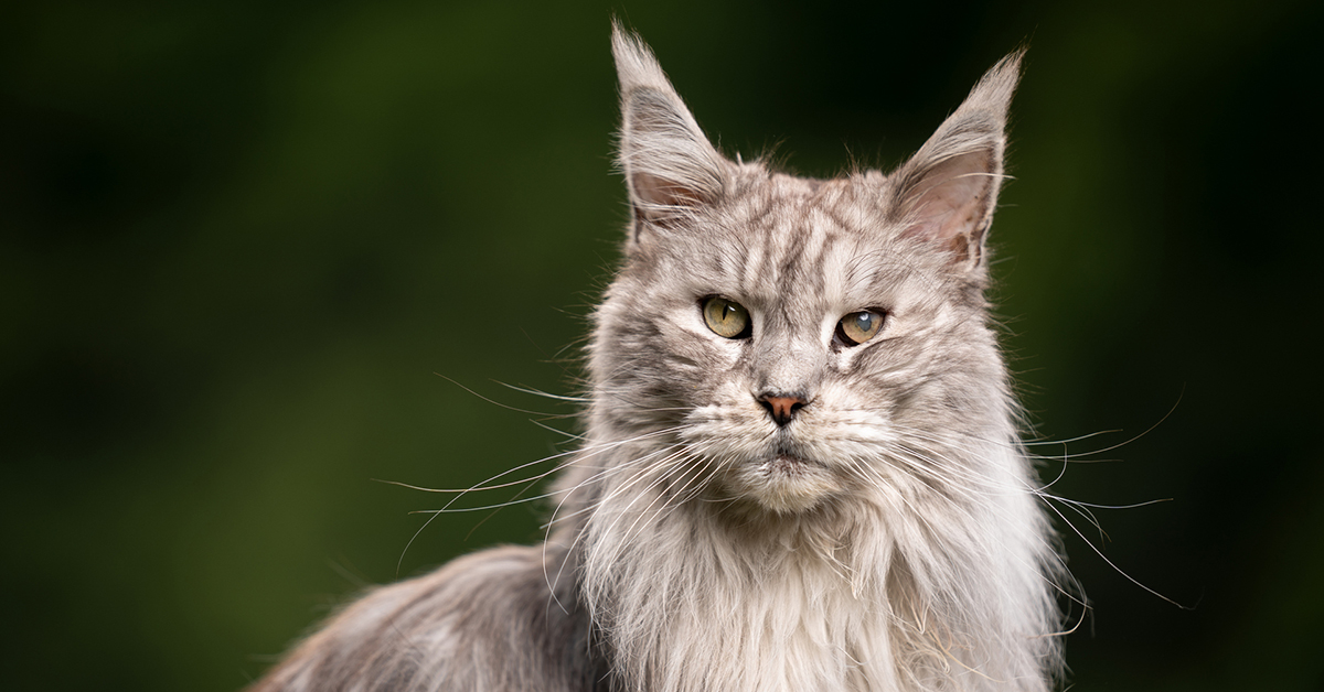 Certain changes are normal as your cat ages, and some indicate they need help. Do you know the difference?

Catching cognitive decline early can make a huge difference in treatment options for your cat. Learn what to look for: maf.link/AgingCats