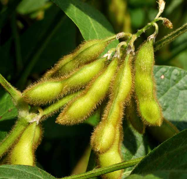 2021 Soybean Variety Test Application is available for participants wishing to enter varieties for this year! 

Use the following link to access the application 
uark.qualtrics.com/jfe/form/SV_eM… 

Share away
<a href="/ArkAgResearch/">Arkansas Agricultural Experiment Station</a> <a href="/AginArk/">UA System Div of Ag</a> <a href="/AgInArk_CropIP/">Arkansas Crop Variety Improvement Program</a> <a href="/arksoydoc/">Jeremy Ross</a> 
#plant21