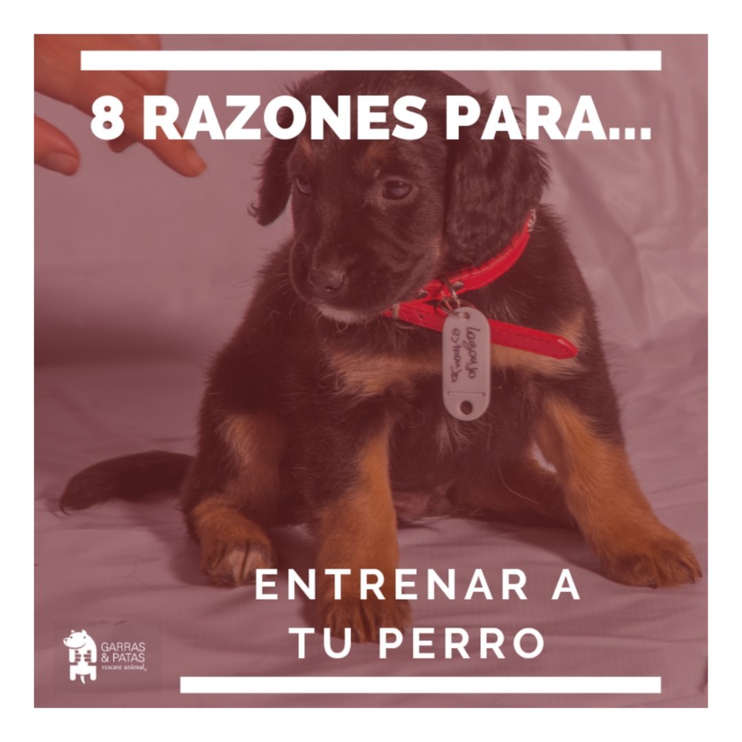 F_GarrasyPatas's tweet photo. Hoy te dejamos #8Razones por las cuales debes entrenar a tu peludo, sin importar su edad. Los adultos y senior entienden muy rápido lo que deben hacer para ganar un premio. Invierte tiempo y esfuerzo, verás la recompensa. 🧡🐾 #TenenciaResponsableGyP https://t.co/JuFFZld8vm