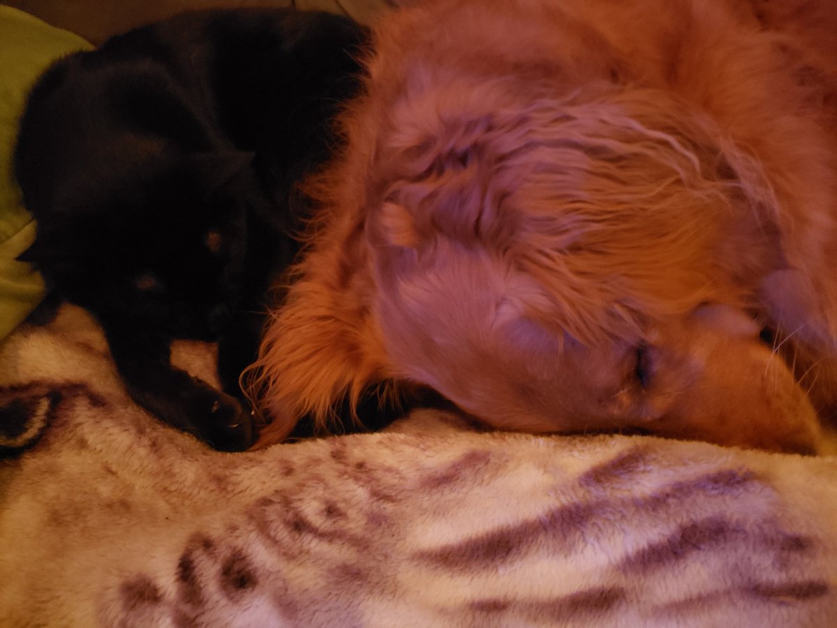 getheller1006's tweet photo. @EnviroCatTN I adopted a black cat named Bagheera... he's now #BertBert.. here he is with his girlfriend #BaileyJean https://t.co/G9PEFnKZIv
