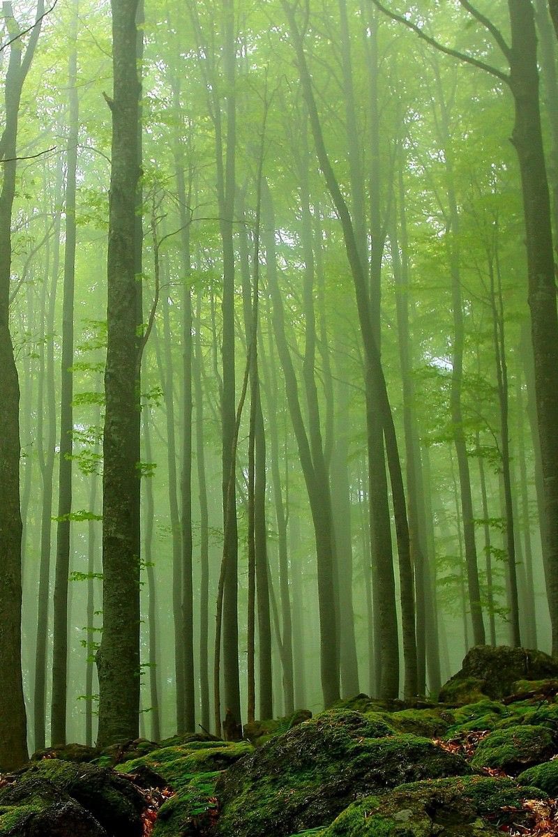 Et elle avait vu juste, il finit par retrouver sa fille dans une forêt en Albanie...Helena était cachée dans cette forêt, elle entendit l’homme approcher et fourra immédiatement le diadème de sa mère dans le tronc d’un arbre creux.