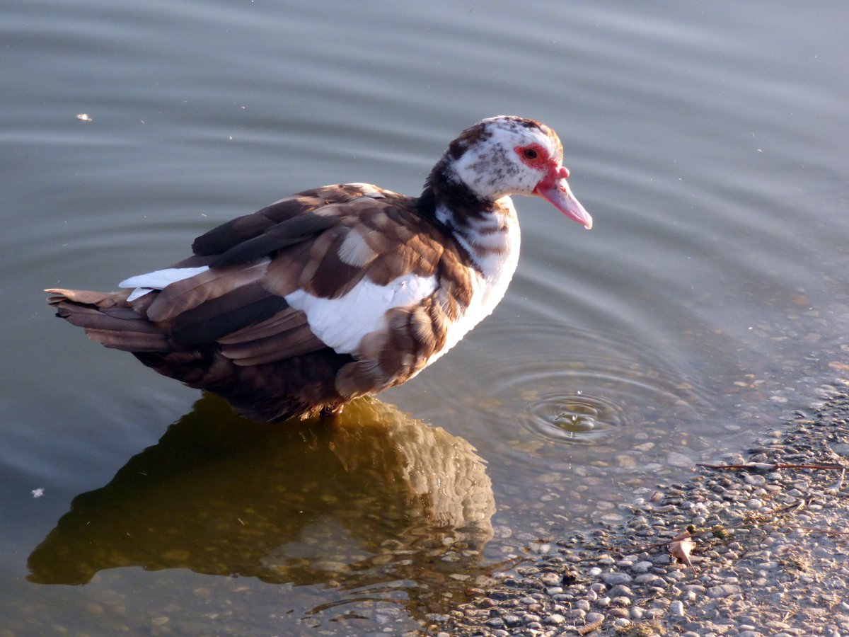 MarshaWietecha's tweet photo. Domestic Ducks at their finest.
#birds #birdwatching #birdphotography #nature #naturephotography #wildlifephotography
@WildlifeofDay @chirpingbird @BirdsBountiful @todaysbird https://t.co/XboJR6LRua