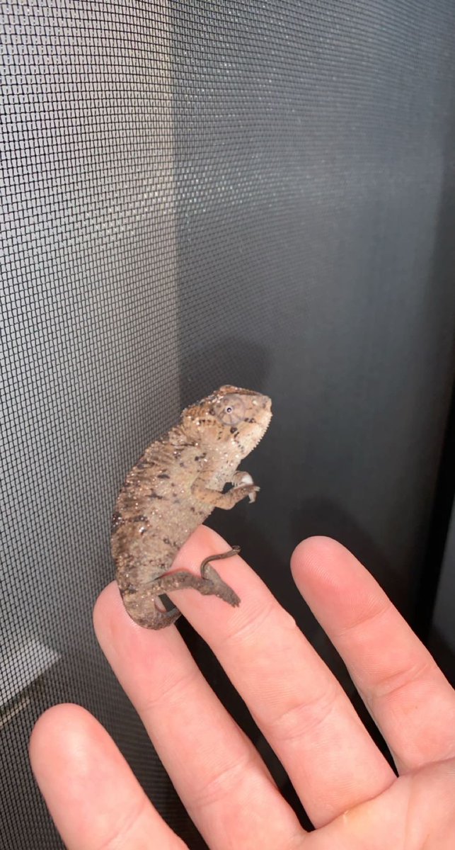 My baby panther chameleon