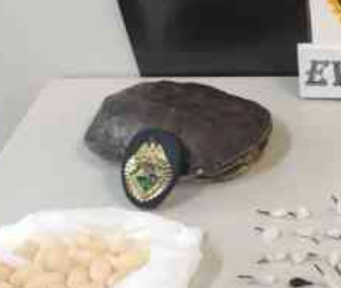 - We found drugs! And a turtle!- Great, ask her to hold our badge!