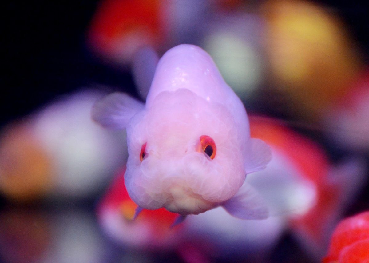 AquariumTalks's tweet photo. Guess what he thinks!! I like his eye color and snow-white body. It's a #Ranchu

#AquariumTalks #fish #Goldfish #fishtank #fishkeeping #petfish https://t.co/Vwb6CapLK4