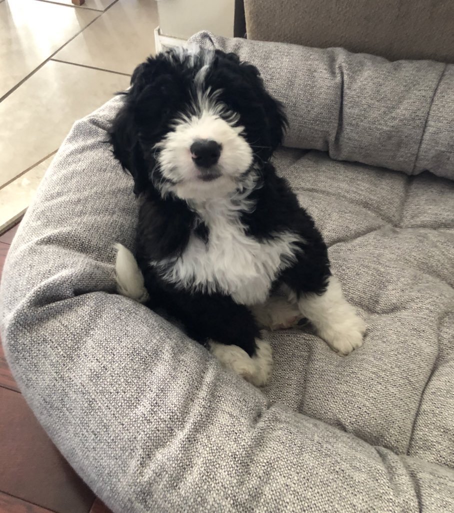 ScottFoxonair's tweet photo. This is my new puppy Charlie. Every time you retweet Charlie, you will make someone else smile and Bell will donate to mental health initiatives. 

Hi Charlie 👋 

#BellLetsTalk https://t.co/GnVVBQGIrh