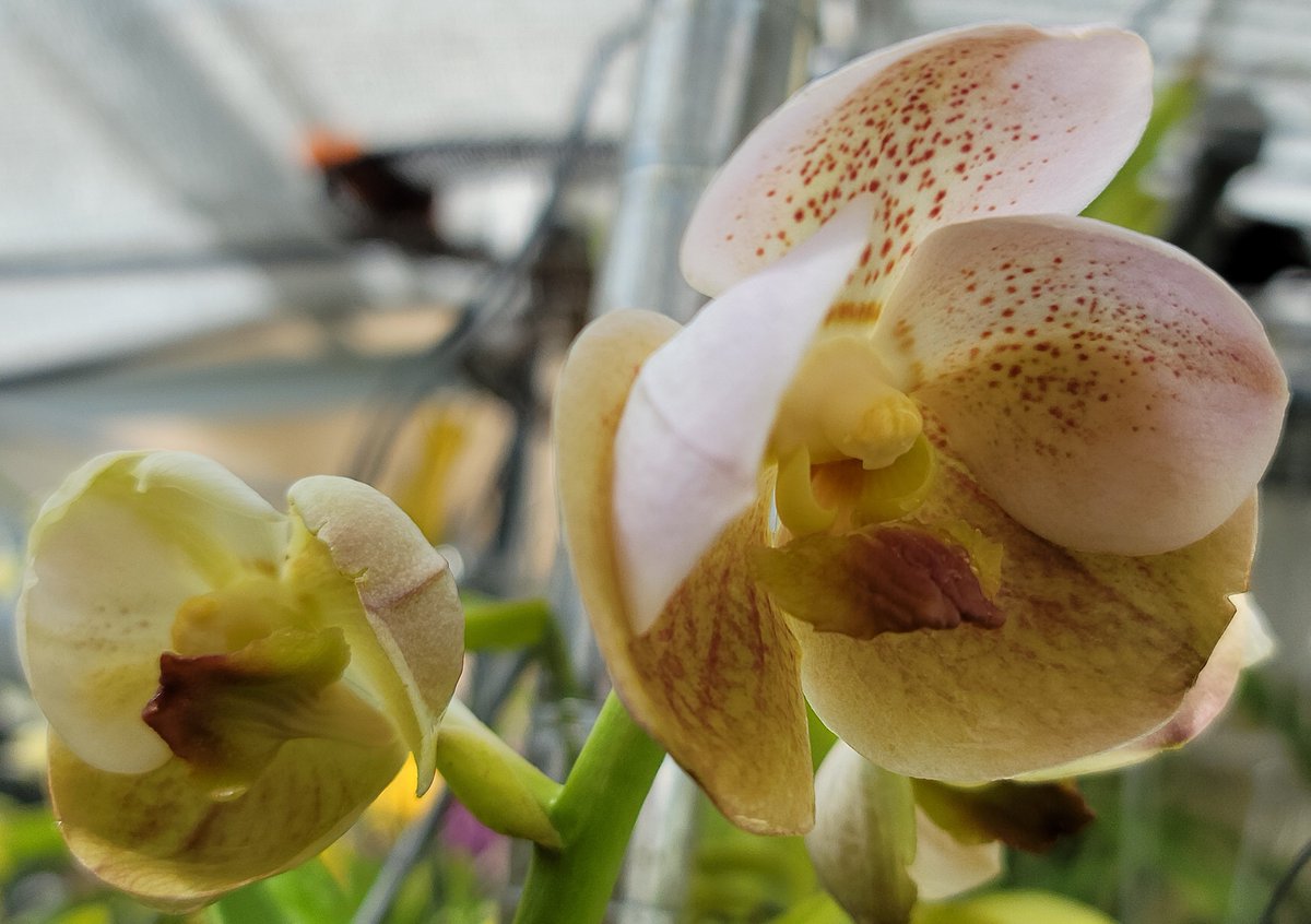 ConnieYurkus's tweet photo. Vanda Pra Pathom Gold x Vanda sanderiana is beginning to open it's lovely flowers. The top blasted again and I've marked it with a pink ribbon. This summer when I move them the section with spike issues gets it's own spot. #orchidissues #orchids #greenhouse #Vanda #flowers https://t.co/VyL4N5dYEU