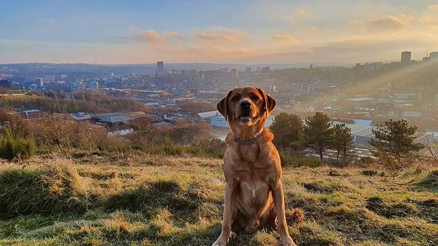 EastMidRailway's tweet image. Eddie's seems to have given his seal of approval for his latest lockdown walk! 🐾

If you've taken any stunning snaps from your local walks lately, use the hashtag #YesEMR in your posts and you might get a feature on our accounts! 

📷| instagram.com/dogfriendlyshe…

#EMR #Sheffield