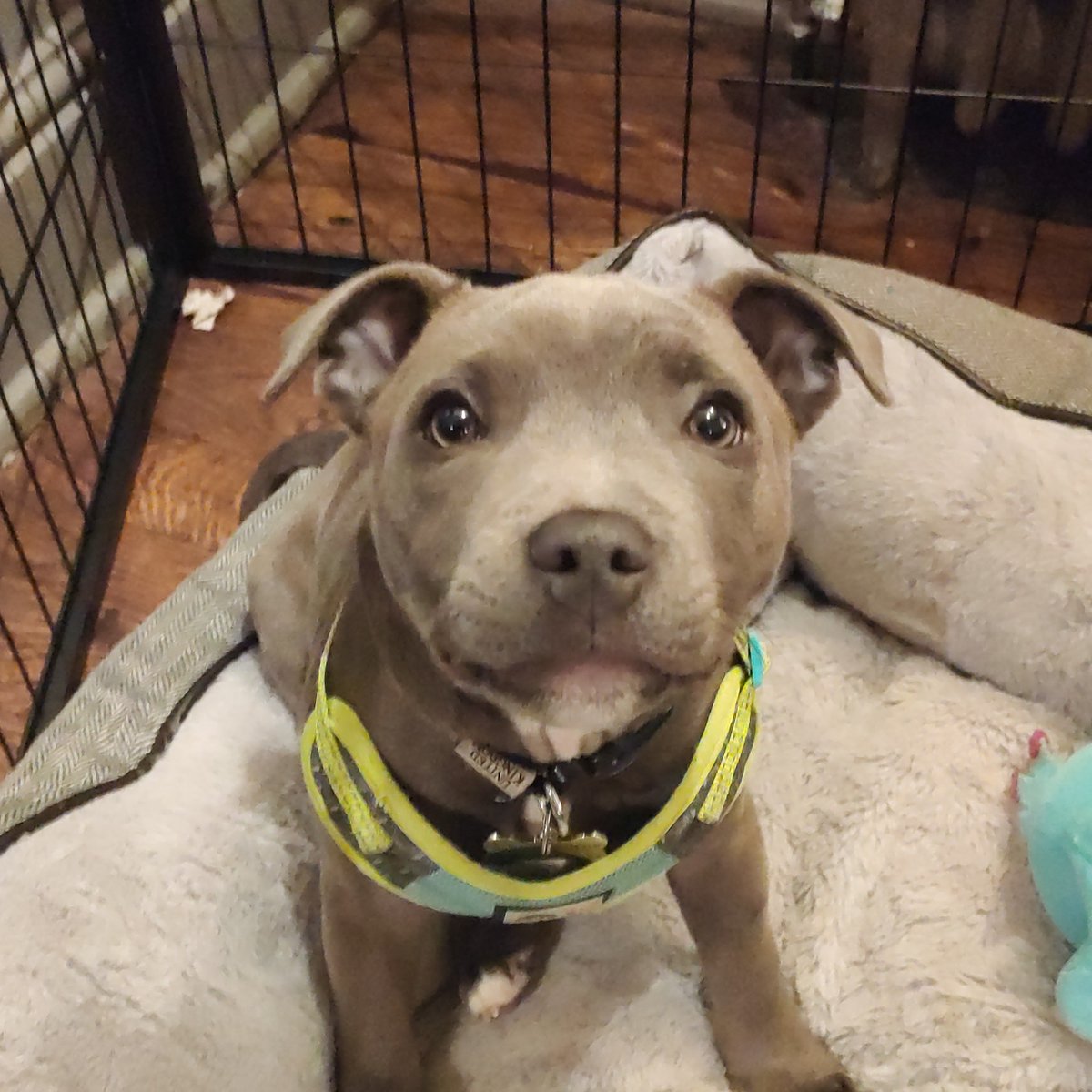 New member of the Notty team, Lulu. Here to meet and greet when you collect Pies. #pubdogs #nottypies