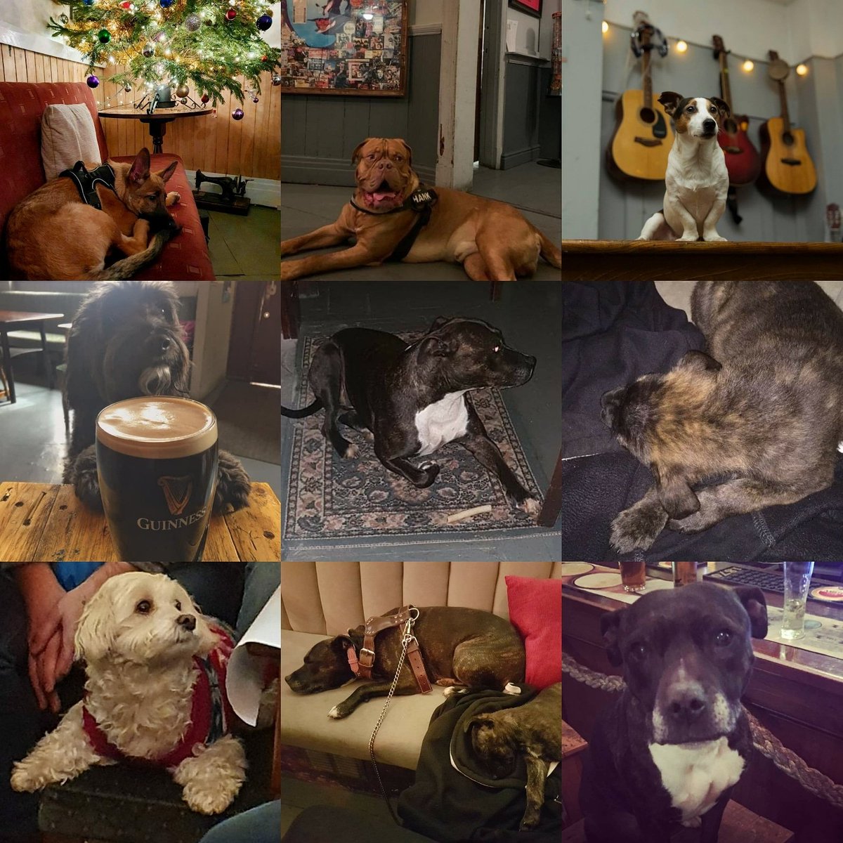 Happy Thursday!! We thought we'd show some appreciation for some of our furry customers🤣 If you've got any pics of your pups in our pub share them with us!!🐾
#dogfriendly #destinationbootle #lockandquaybootle
