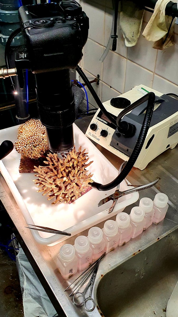 Completing last sampling of a 16 month experiment today. During this time we've followed gamete development, each month, across 80 colonies from two species <a href="/HornimanMuseum/">Horniman Museum and Gardens</a> to further understand drivers of coral spawning. With <a href="/Coralassist_Lab/">Coralassist Lab</a> <a href="/CefasGovUK/">Cefas</a>  <a href="/DerbyUni/">University of Derby</a>