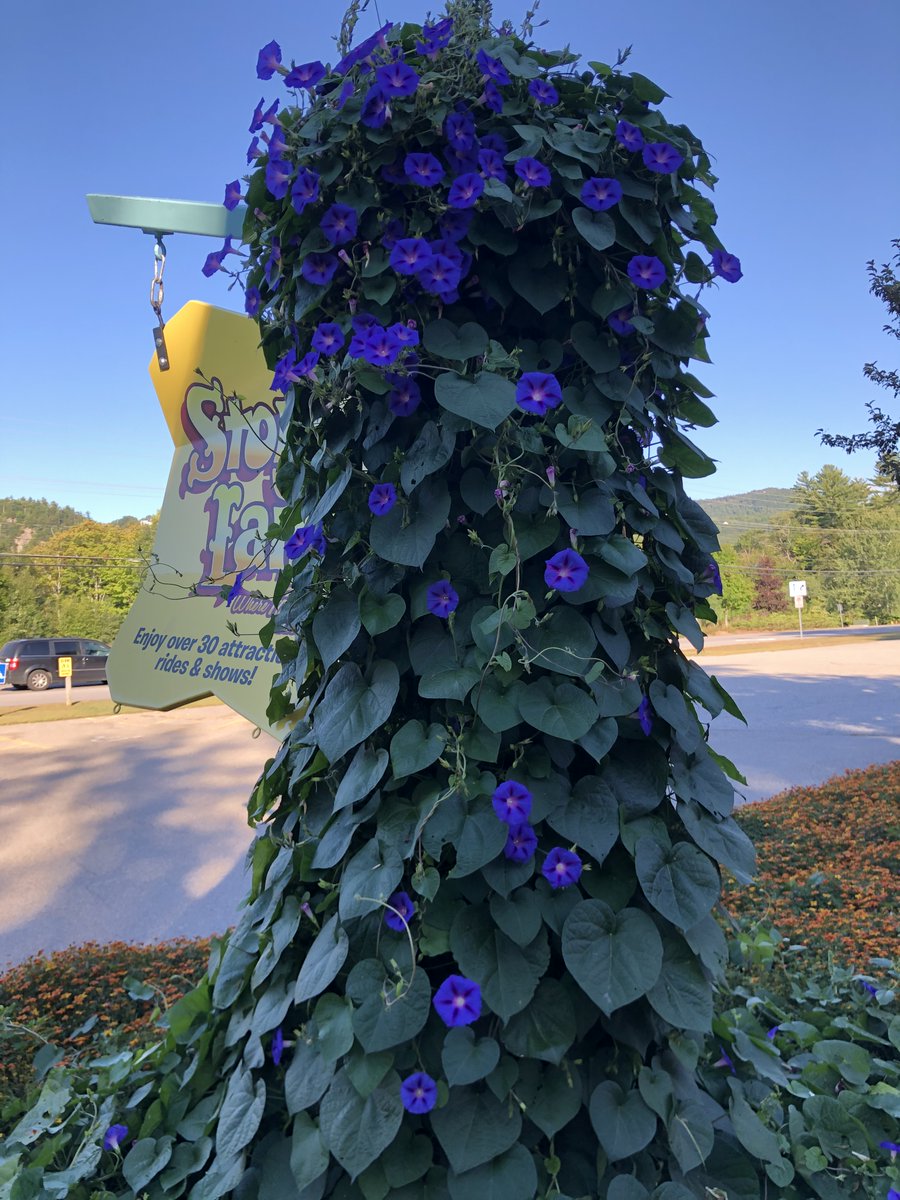 There's a cold front moving in, so it's time for a warm weather throwback!
How beautiful are these morning glory vines in front of the Crooked House? 😍 Any guesses as to how many flowers we plant throughout the park each year?