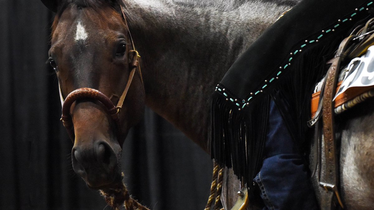 ShowNSBA's tweet photo. Starting in 2022, all horses competing in any NSBA class, will be required to be registered with NSBA in the current owner’s name.  
Luckily, memberships and registrations can be completed online in just a few minutes! Click below to get started!

🔗: https://t.co/VCG9ptW3hx https://t.co/stCZvA2Phe