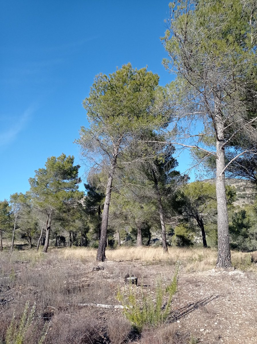 ClaireBC3's tweet photo. Après un incendie, cette parcelle à pour objectif d'accueillir des porcs d'une race ancienne qui seront élevés en plein air et en AB, pour une transformation et une commercialisation locale. 🐷 Très beau projet en perspective! 😍 #plantforgood @PurProjet #agroforesterie https://t.co/RFLX2BdAdb