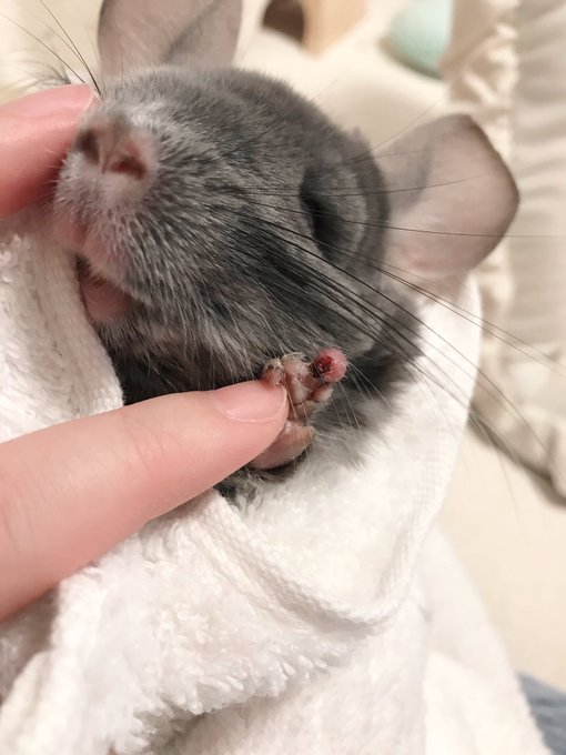 かさぶたのtwitterイラスト検索結果