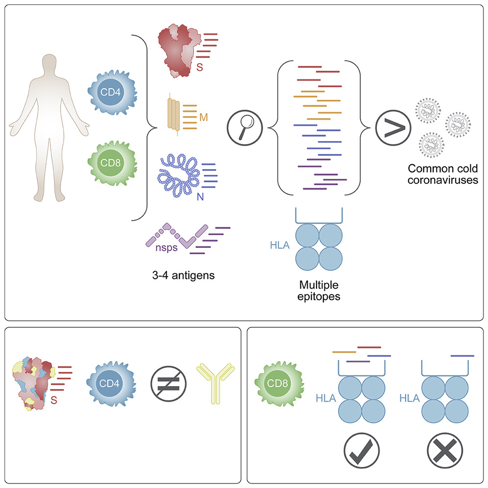 The epitope-specific T cell responses in 99 Covid-19 patients, which are directed to at least 30-40 epitopes in each individual cell.com/cell-reports-m… @CellPressNews by @aetarke @SetteLab @ljiresearch and colleagues