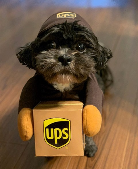 What's the best way to celebrate #NationalDressUpYourPetDay? This cute pup nailed it. 🐶 ✅ bit.ly/3t40ub6