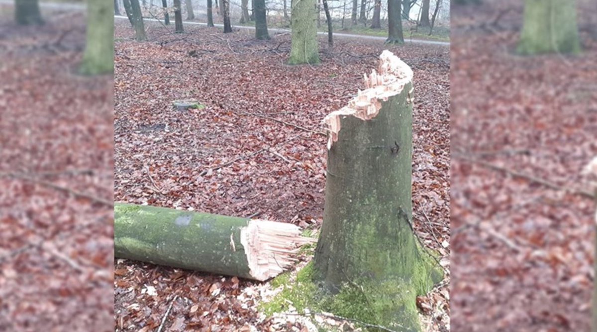 Vernielingen in het Gasselterveld; twee bomen van 25 meter hoog omgehakt ???? #opsporingverzocht #natuur #hufters #politie..