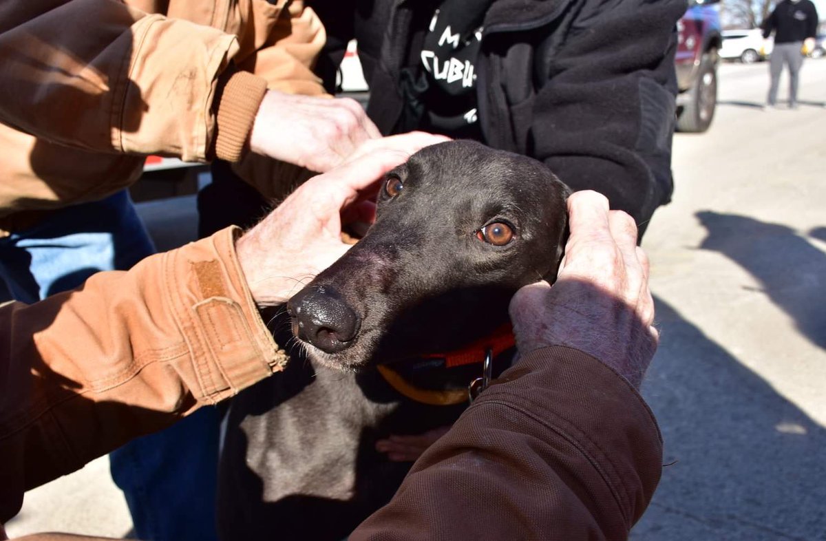prisongreyhound's tweet photo. Boo may be his name, but there’s nothing scary about this boy. He is a black, 66 lb, 19 month old, no cat, boy. He has puppy like energy, but is leaning the house rules very quickly. Boo is available. https://t.co/5XiPqU66Od