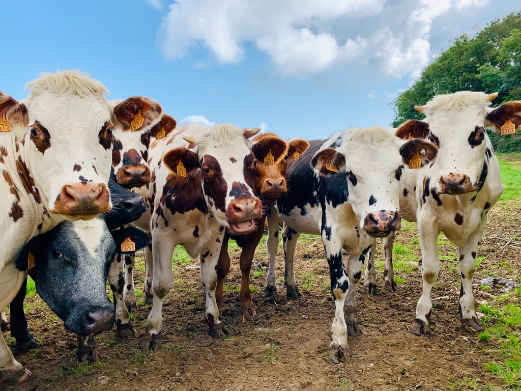 Ready to bust a moo-ve with the gang when lockdown is over 🐮  #cutecows #britishfamers #upcycling #britishdairyfarmers #cowpuns