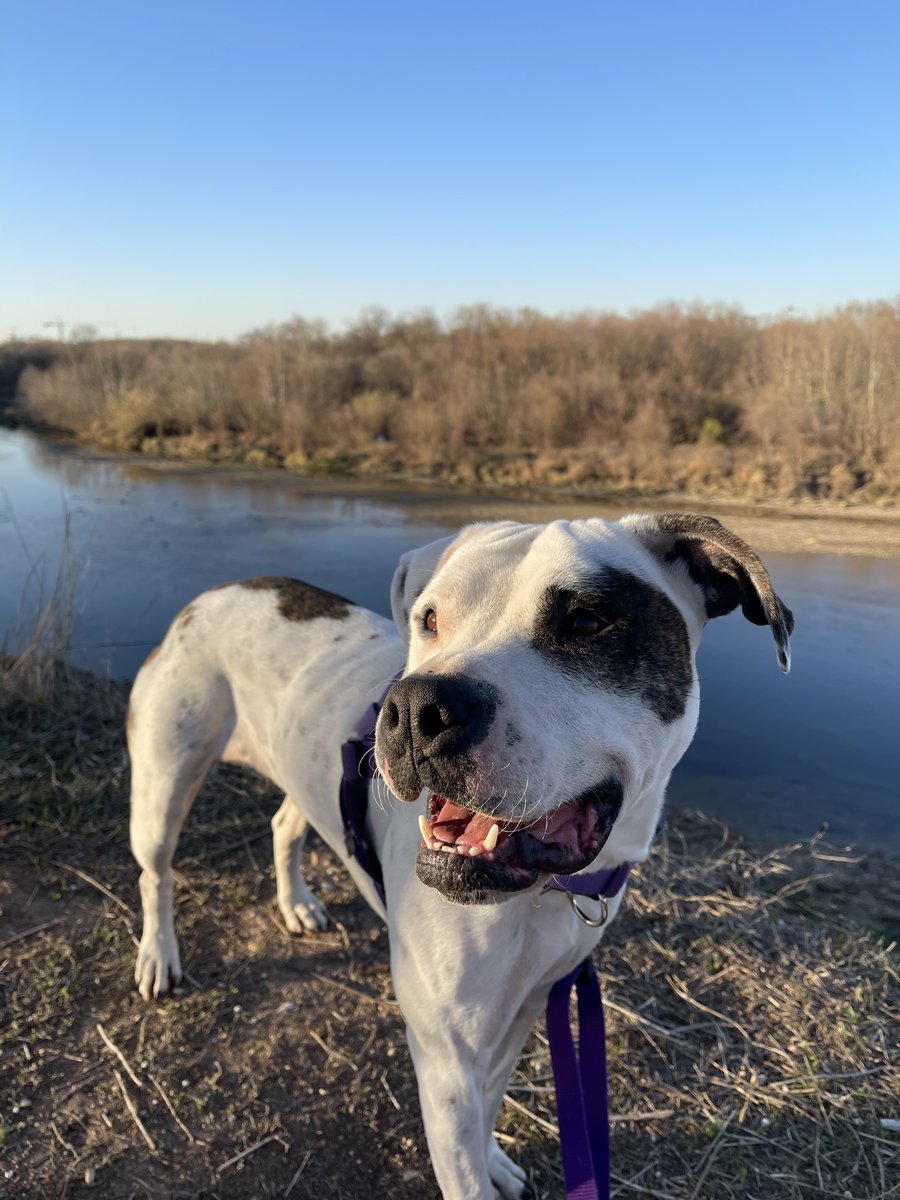 austinpetsalive's tweet photo. It's a beautiful day to adopt a #rescuedog! Meet Jules: https://t.co/kp10UVeWCC #austintrails #austinhiking https://t.co/0vB5DmaL6a
