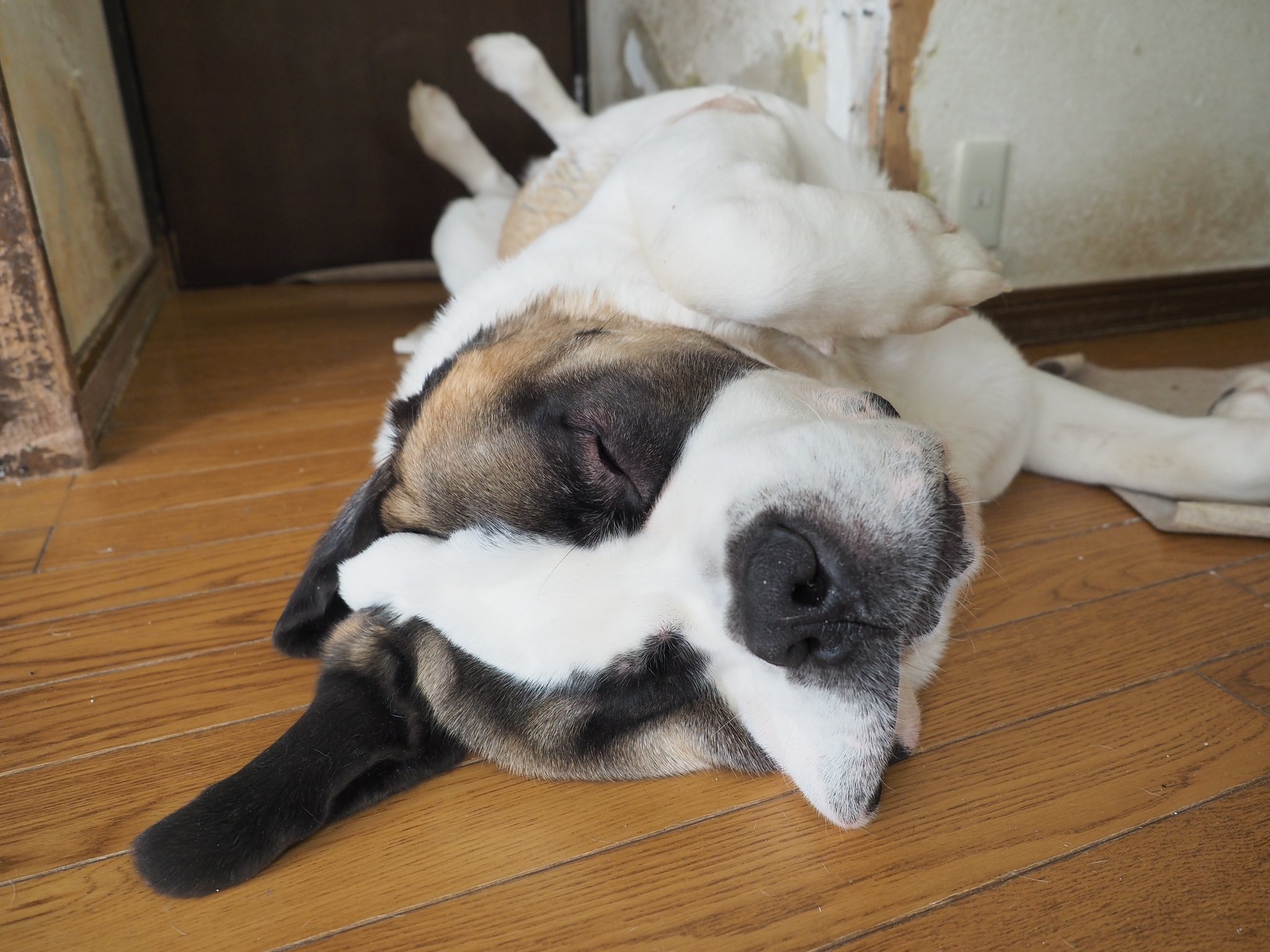 キシイーヌ 大きいイッヌ セントバーナードという超大型犬は 静かで穏やかな時間を求める人には たいへんおすすめできる犬種です 逆にイッヌとアクティブに遊んだり 日々の暮らしに賑やかさを求めるなら 超が付かないほうの大型犬がおすすめ T