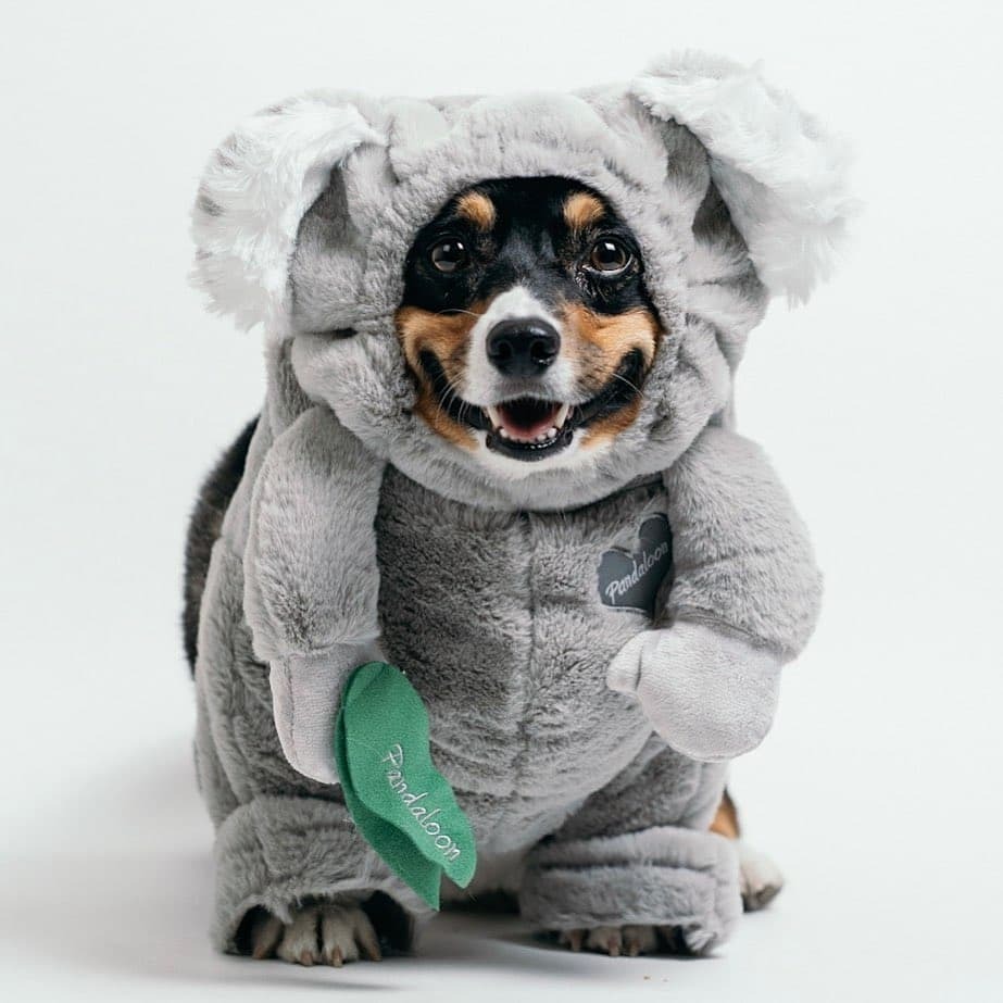 pandaloonstore's tweet photo. An essential dose of cuteness to get us through the week. 😍😍 Thanks @kilokilopower for sharing your lovely koala pic. ❤
Did you already selected your pawty outfit for the weekend?
.
.
.
#Pandaloon #smalldog #Corgipuppy
#Koala #dogoutfit #corgi_of_ins… https://t.co/zaB9lNglFw https://t.co/pCzWGM74wO