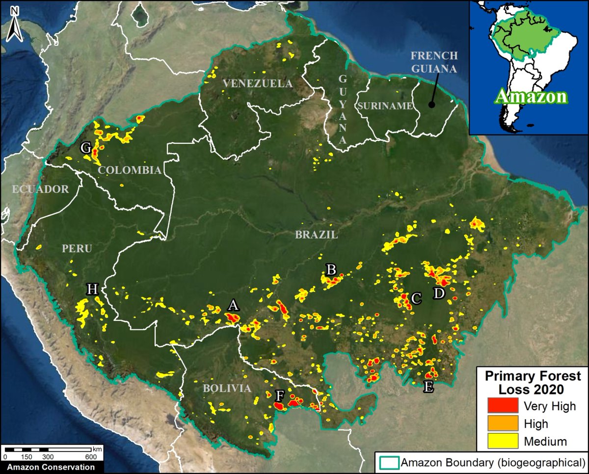 Aunque el IDEAM hace un ejercicio importante y necesario para identificar los focos de  #deforestación en  #Colombia, a veces sus alertas no son tan "tempranas" como se supone. Por eso es bueno contar con otros datos. Este análisis de MAAP está recién salido del horno: