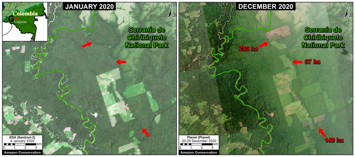 Esta imagen nos hace zoom en Colombia. "Muestra la reciente deforestación de más de 500 hectáreas en el Parque Nacional  #Chiribiquete (...) parece ser la conversión del bosque en pastos para el ganado".