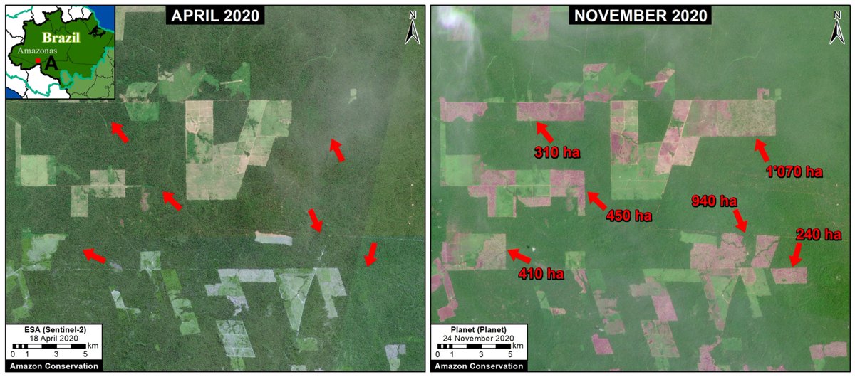 Estiman que en 2020 se perdieron más de 2 millones de hectáreas de bosque primario en los nueve países de la  #Amazonia. La mayor deforestación se concentró en:1) Brasil 2) Bolivia 3) Perú 4) Colombia 5) Venezuela 6) Ecuador