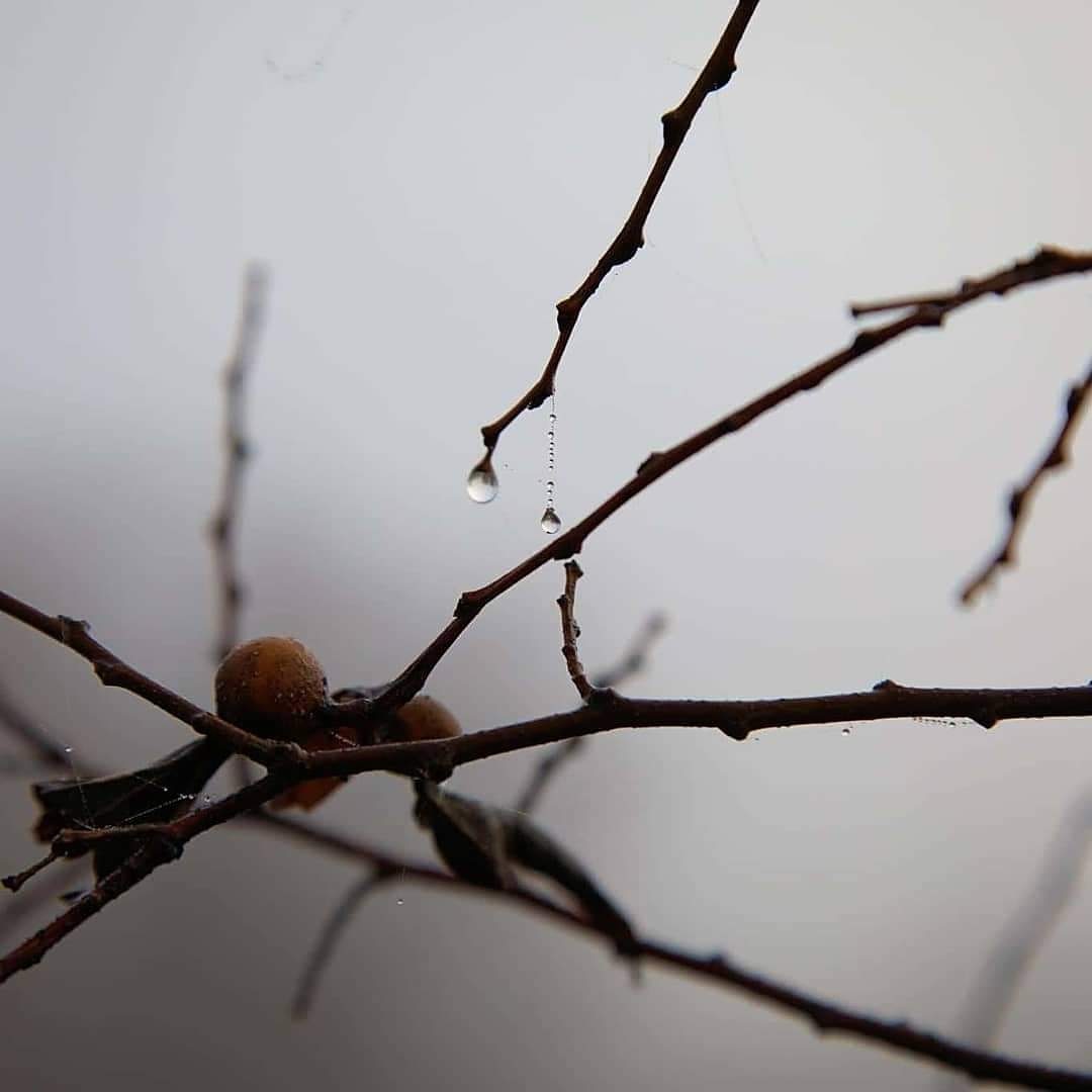 FrameLifePhoto's tweet photo. A year went exploring during some dense fog and beauty was everywhere.
#fog #fogphotography #foggyday #texasfog #photographyexploration #photographersofinstagram #photography #photo #naturephotographer #naturephotography #nature #beauty #naturesbeauty #dew #dewdrops https://t.co/GI4UcL0les