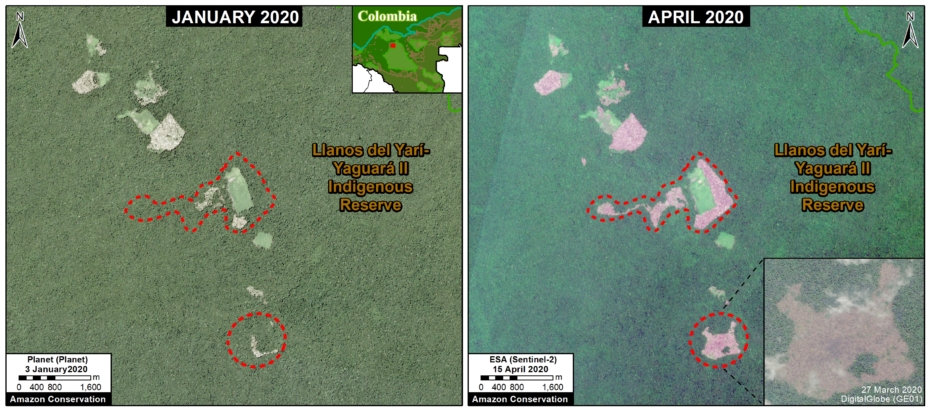 Si seguimos escarbando aparecen estas dos imágenes satelitales. En la primera "se ilustra la extensa deforestación" dentro del PNN  #Tinigua en los últimos cinco años. La segunda es en el resguardo indígena Llanos del Yari-Yaguara II entre enero (izq) y abril (derecha) de 2020.