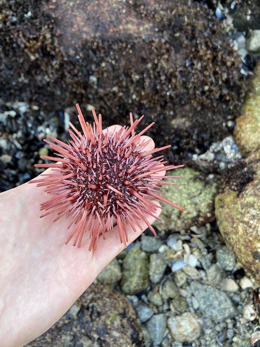 AskAlexaBlog's tweet image. Red Sea urchin; Mesocentrotus Franciscans. These can ravenously eat kelp with special jaws (Aristotle’s lantern). Left to their own devices they can completely destroy kelp beds, leaving areas known as “urchin barrens” in their wake
#scienceeducation #conservation #adventure