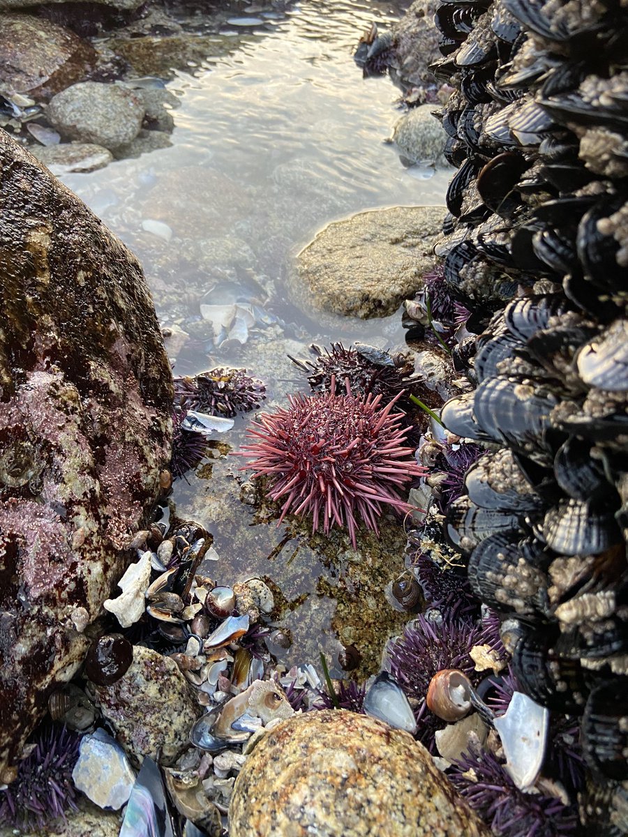 AskAlexaBlog's tweet image. Red Sea urchin; Mesocentrotus Franciscans. These can ravenously eat kelp with special jaws (Aristotle’s lantern). Left to their own devices they can completely destroy kelp beds, leaving areas known as “urchin barrens” in their wake
#scienceeducation #conservation #adventure