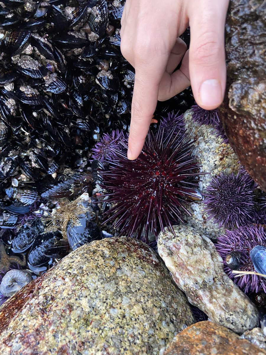 AskAlexaBlog's tweet image. Red Sea urchin; Mesocentrotus Franciscans. These can ravenously eat kelp with special jaws (Aristotle’s lantern). Left to their own devices they can completely destroy kelp beds, leaving areas known as “urchin barrens” in their wake
#scienceeducation #conservation #adventure