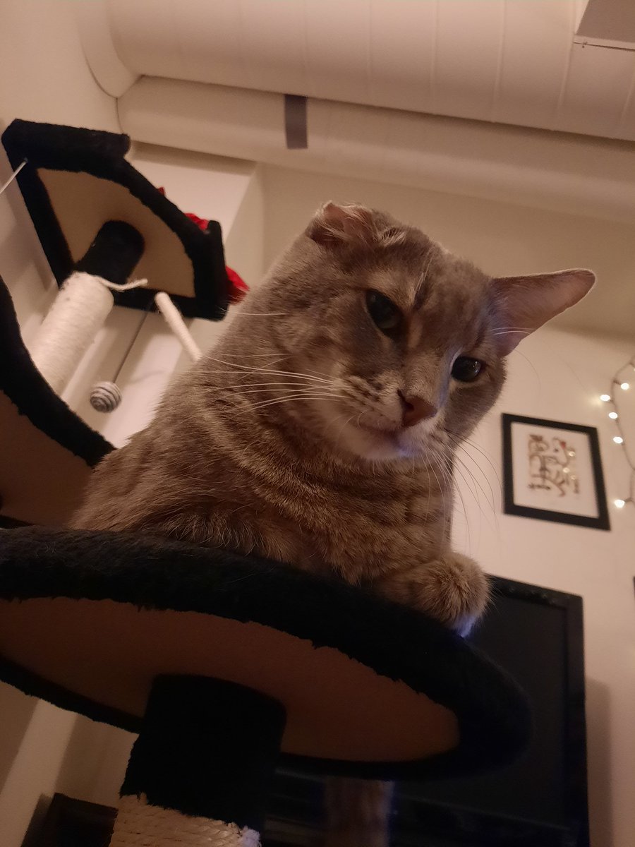 OneEaredCat's tweet image. This good boy is looking for dazzling fellows! Please join this star squad by posting your favorite feline friends below ⭐💫

#CatsOfTwitter #cats