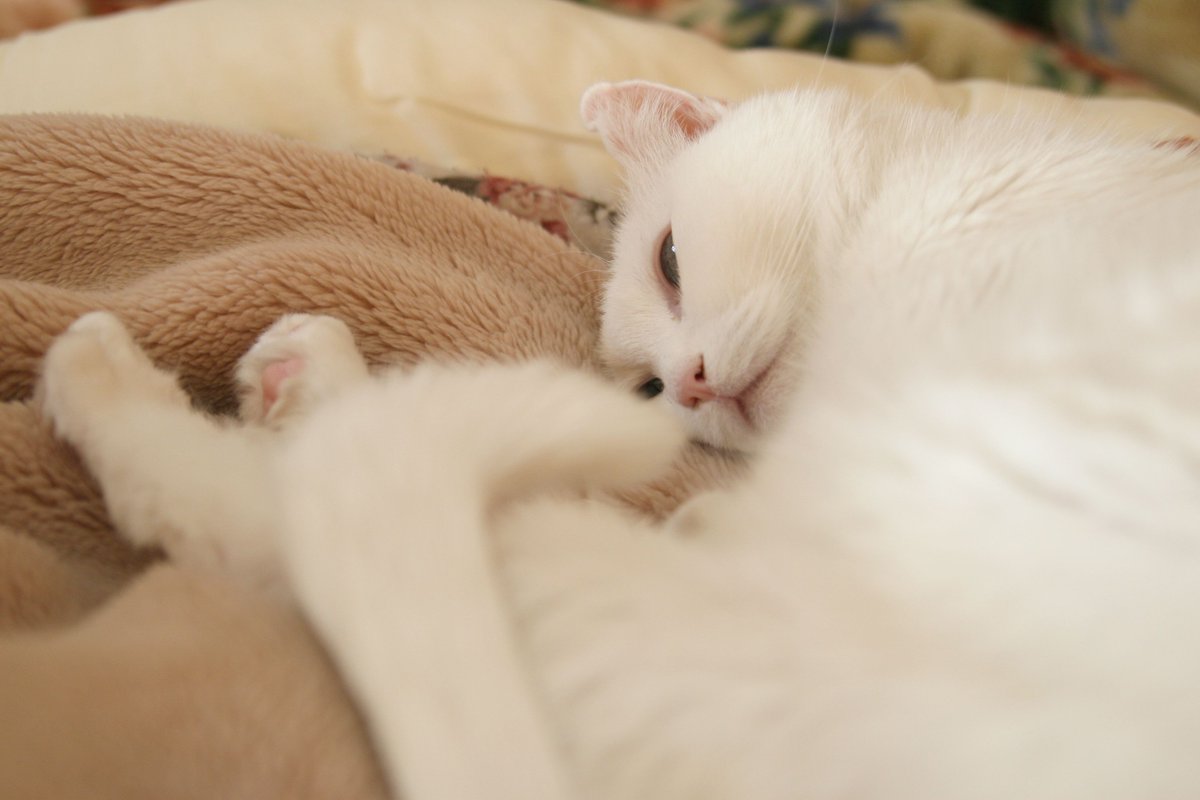 無冠の女王みーこ 高知 年2月2日撮影 のび子さん おはよう 昨日までは暖かだったのに 今日は寒いね ちび黒もベッドの中へ潜り込んで出てこないよ 君は一緒に寝る時はいつも寄り添ってくれてたのに ちび黒はだいたい足元で寝るんだよね