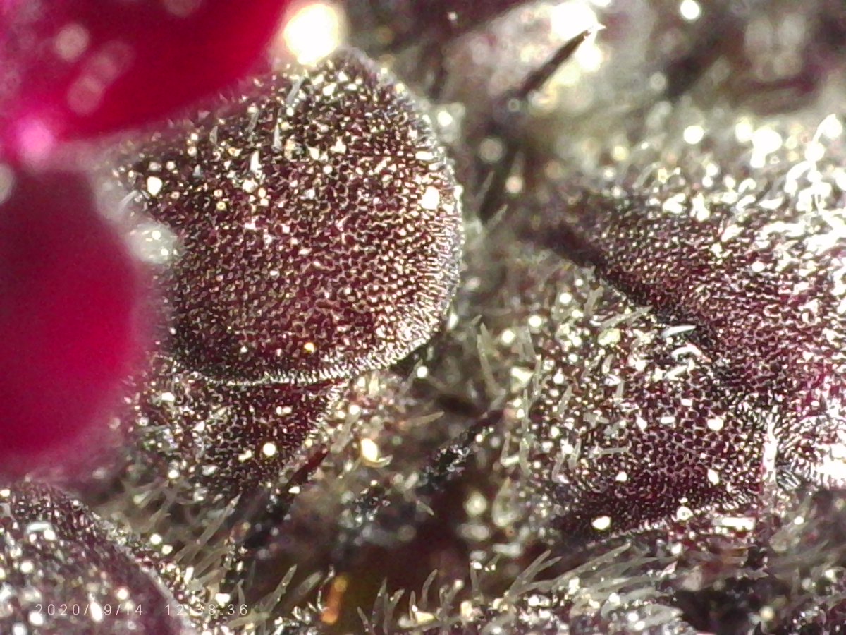 1000_stuff's tweet image. Condolences flowers magnified x 1000