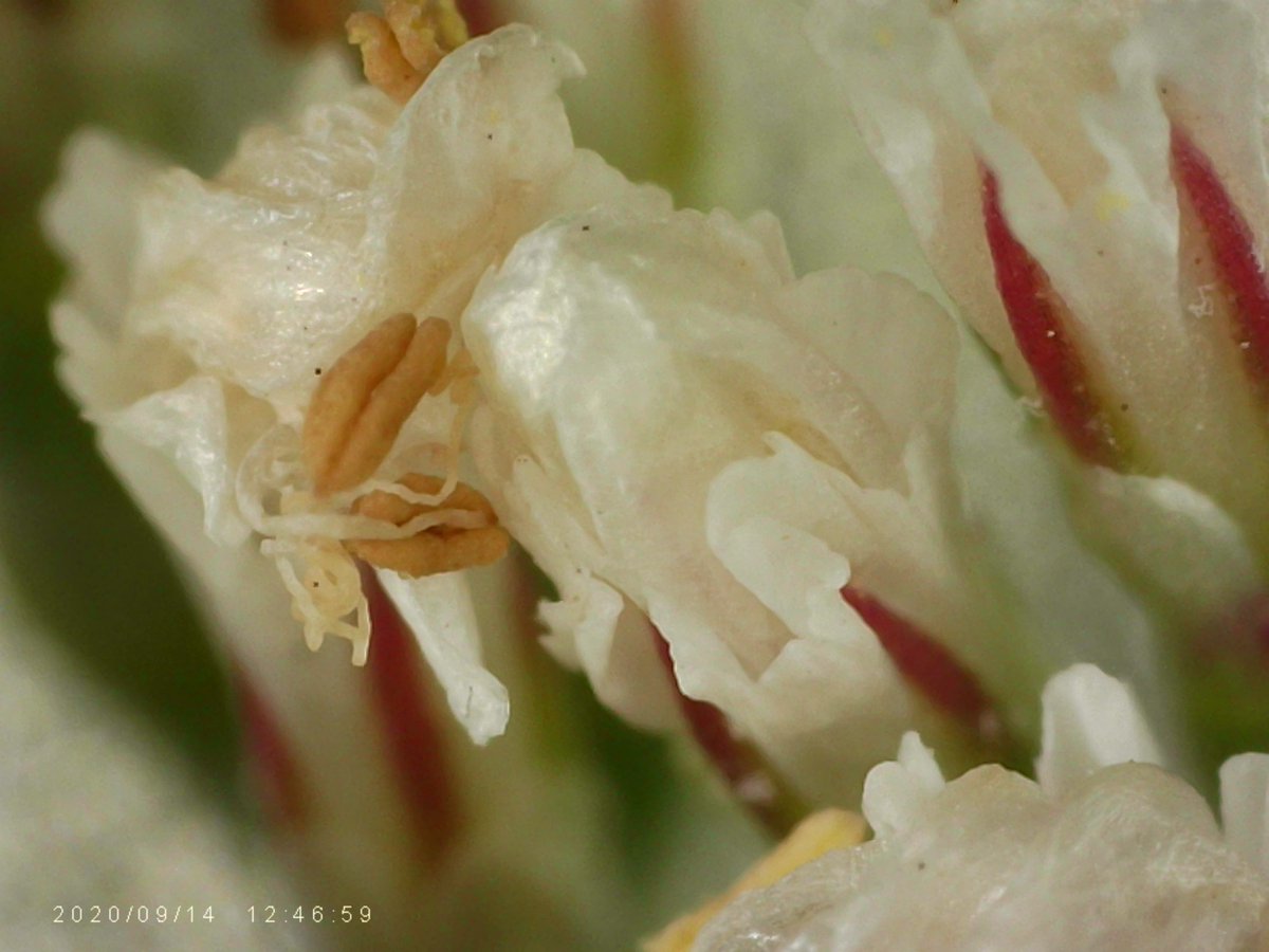 1000_stuff's tweet image. Condolences flowers magnified x 1000