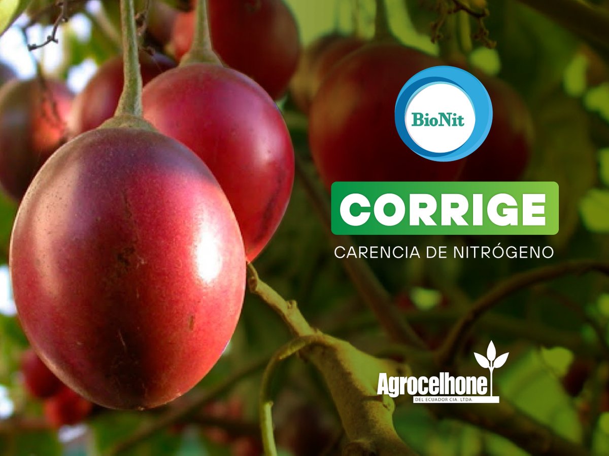 El fertilizante 100% orgánico de nitrógeno con alto poder nutricional. ✳️ Descárgate la ficha técnica con un clic: ecuacelhone.com/nuestros-produ… 

#AgrocelhonedelEcuador
