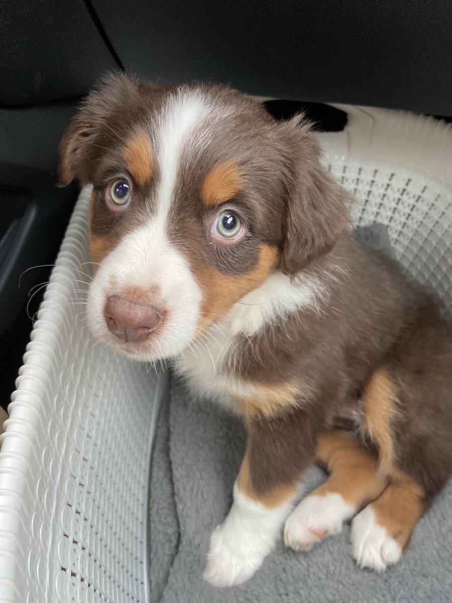 MaddieKrib's tweet photo. Update: Sadie is the cutest💓 https://t.co/sa20snSNZP