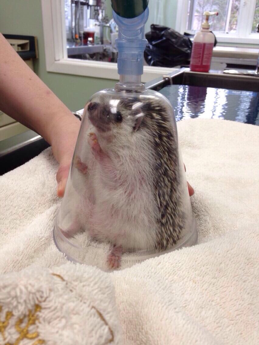 Just found out how they anaesthetise hedgehogs