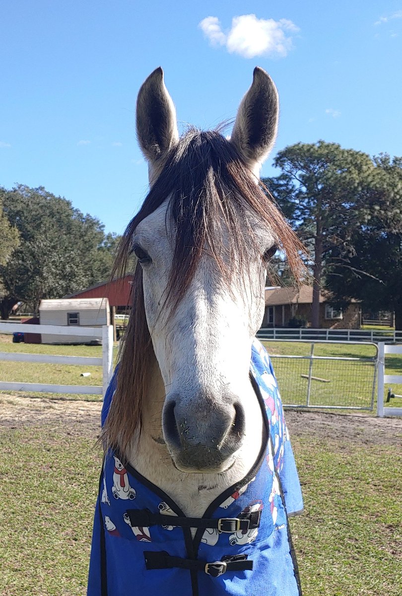Biking_USA's tweet photo. I did it! Signed us up for our very first endurance ride! Starting with a 25 miler. Let the conditioning begin! Unbreakable bond ❤
#EnduranceRiding #Arabians #Goals #GSSultan #JustAWomanAndHerHorse https://t.co/r2wmBtgSyf