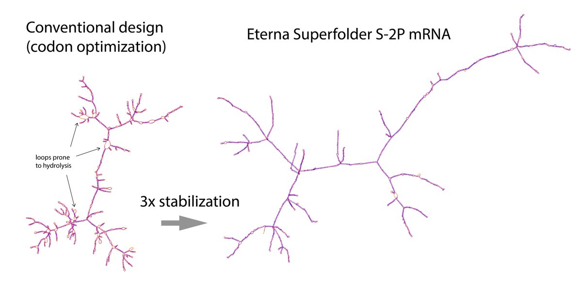 Citizen scientists on Eterna have designed “superfolder” mRNAs that code for the SARS-CoV-2 spike antigen, with predicted 3x stability of conventionally-designed vaccines. The superfolders are free for use at github.com/DasLab/superfo….

How did they do it? A thread! (1/7)