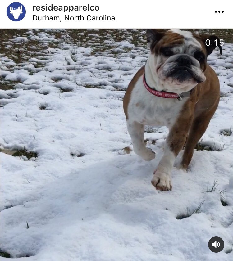 ResideApparelCo's tweet photo. Video cover image rating: 11/10 🐶 #majestic #englishbulldog https://t.co/C5TycmnoLd
